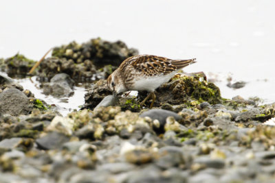 Least Sandpiper (Calidris minutilla)