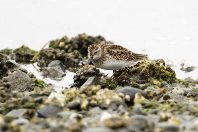 Least Sandpiper (Calidris minutilla)