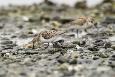 Western Sandpiper (Calidris mauri)