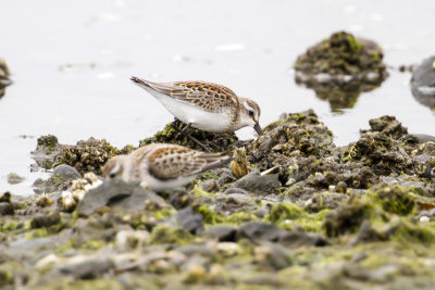 Western Sandpiper (Calidris mauri)