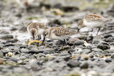 Western Sandpiper (Calidris mauri)