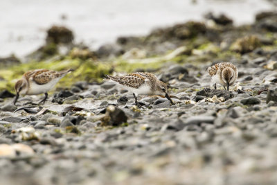 Western Sandpiper (Calidris mauri)