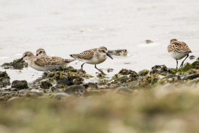 Western Sandpiper (Calidris mauri)