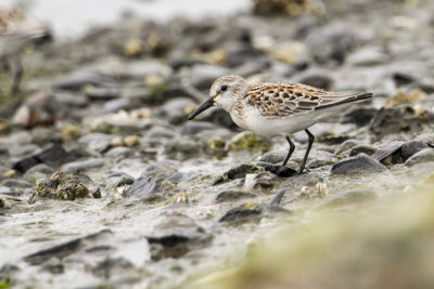 Western Sandpiper (Calidris mauri)