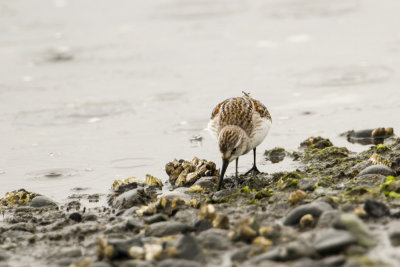 Western Sandpiper (Calidris mauri)