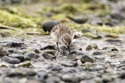 Western Sandpiper (Calidris mauri)