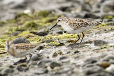 Western Sandpiper (Calidris mauri)