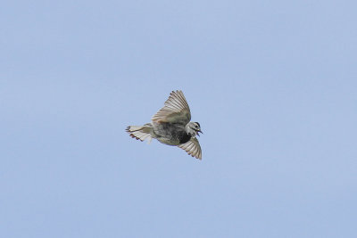 low res _MG_3376.jpg