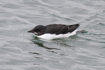 Brünnich's Guillemot (Uria lomvia)