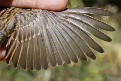 Chipping Sparrow (Spizella passerina)