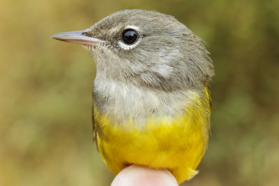 MacGillivray's Warbler (Geothlypis tolmiei)