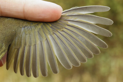 MacGillivray's Warbler (Geothlypis tolmiei)