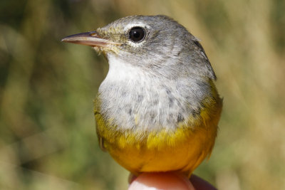 MacGillivray's Warbler (Geothlypis tolmiei)