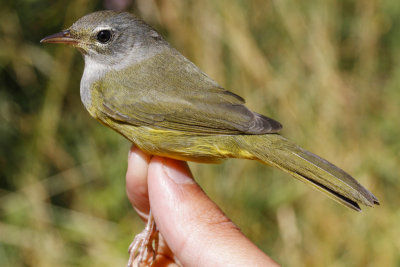 MacGillivray's Warbler (Geothlypis tolmiei)