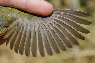 Orange-crowned Warbler (Oreothlypis celata)