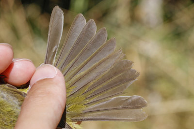 Orange-crowned Warbler (Oreothlypis celata)