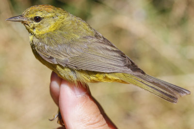 Orange-crowned Warbler (Oreothlypis celata)