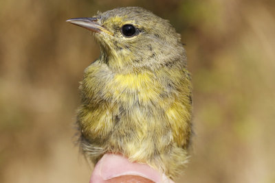 Orange-crowned Warbler (Oreothlypis celata)