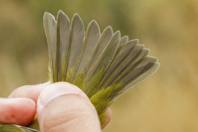 Orange-crowned Warbler (Oreothlypis celata)