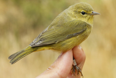 Orange-crowned Warbler (Oreothlypis celata)