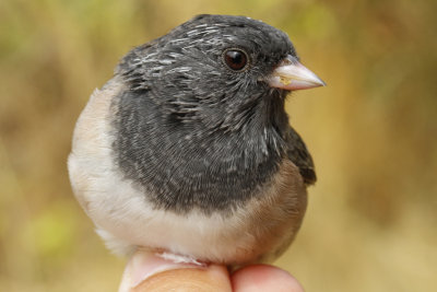 Oregon Junco (Junco hyemalis oreganus)