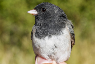 Oregon Junco (Junco hyemalis oreganus)