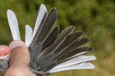 Oregon Junco (Junco hyemalis oreganus)