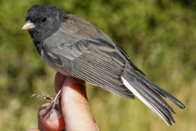 Oregon Junco (Junco hyemalis oreganus)