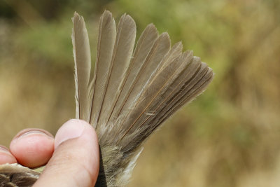 Pacific-slope Flycatcher (Empidonax difficilis)