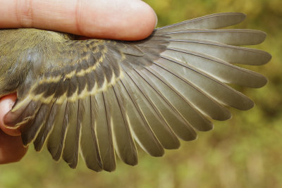 Pacific-slope Flycatcher (Empidonax difficilis)