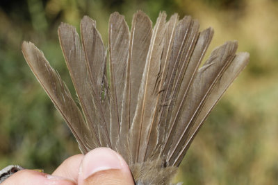 White-crowned Sparrow (Zonotrichia leucophrys pugetensis)