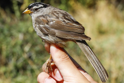 White-crowned Sparrow (Zonotrichia leucophrys pugetensis)