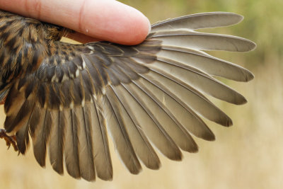 White-crowned Sparrow (Zonotrichia leucophrys pugetensis)