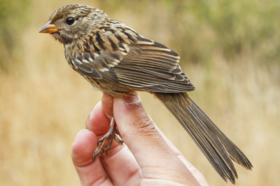 White-crowned Sparrow (Zonotrichia leucophrys pugetensis)