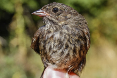 Song Sparrow (Melospiza melodia morphna)