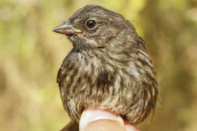 Song Sparrow (Melospiza melodia morphna)