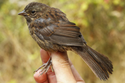 Song Sparrow (Melospiza melodia morphna)