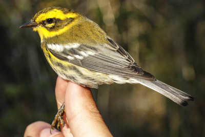 Townsend's Warbler (Setophaga townsendi)