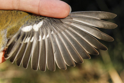 Townsend's Warbler (Setophaga townsendi)