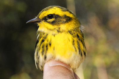 Townsend's Warbler (Setophaga townsendi)