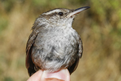 Bewick's Wren (Thryomanes bewickii)