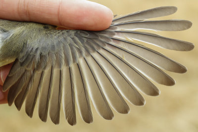 Warbling Vireo (Vireo gilvus swainsoni)