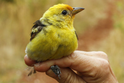 Western Tanager (Piranga ludoviciana)