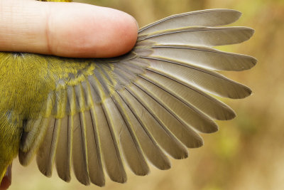 Wilson's Warbler (Wilsonia pusilla chryseola)