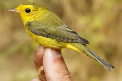 Wilson's Warbler (Wilsonia pusilla chryseola)