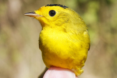 Wilson's Warbler (Wilsonia pusilla chryseola)