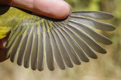 Wilson's Warbler (Wilsonia pusilla chryseola)