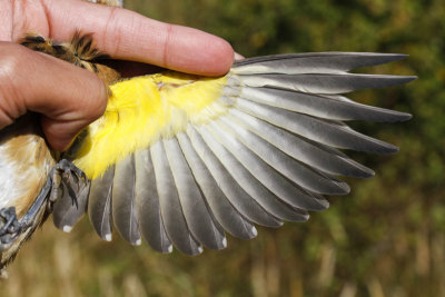 Black-headed Grosbeak (Pheucticus melanocephalus)