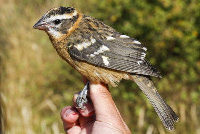 Black-headed Grosbeak (Pheucticus melanocephalus)