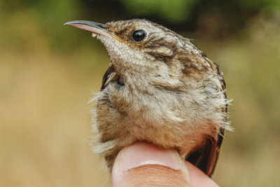 Brown Creeper (Certhia americana)